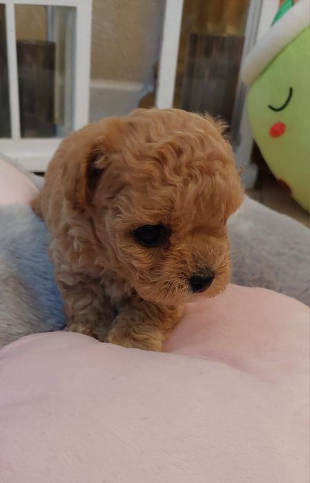 Maltipoo chłopczyk xxs Leo