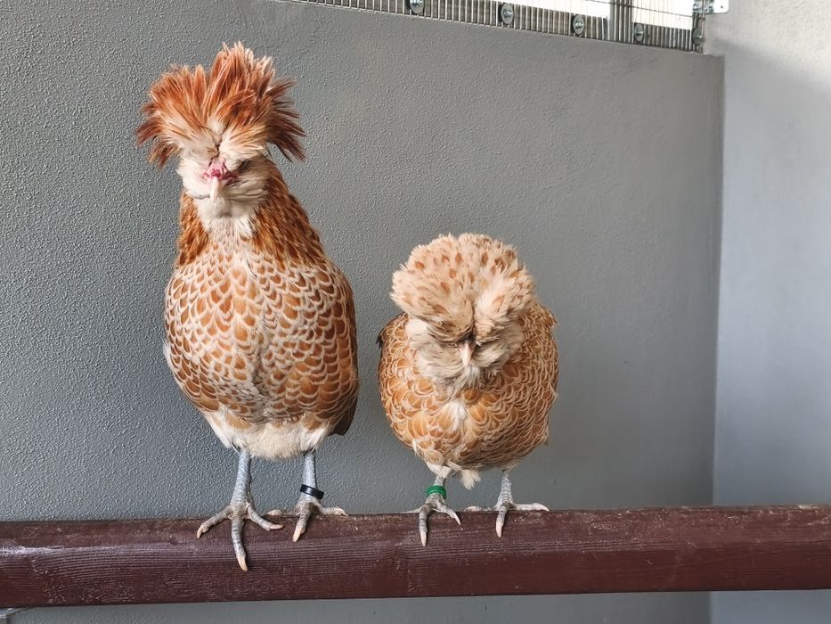 Ovos galados de paduanas