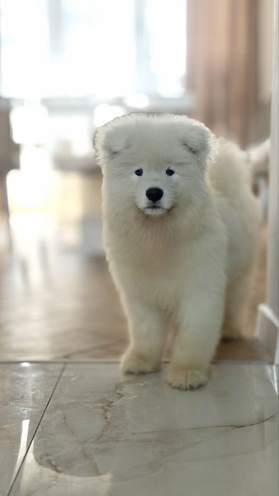 Samoyed, samojed, szczeniak po rodzicach ZKwP, FCI, Kraków