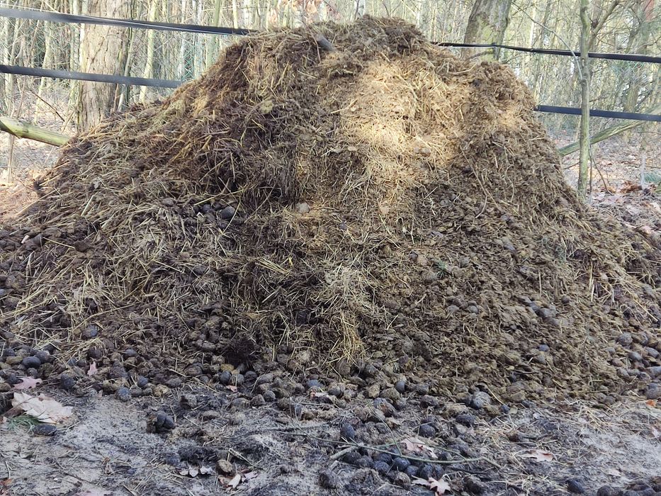 Obornik koński oddam