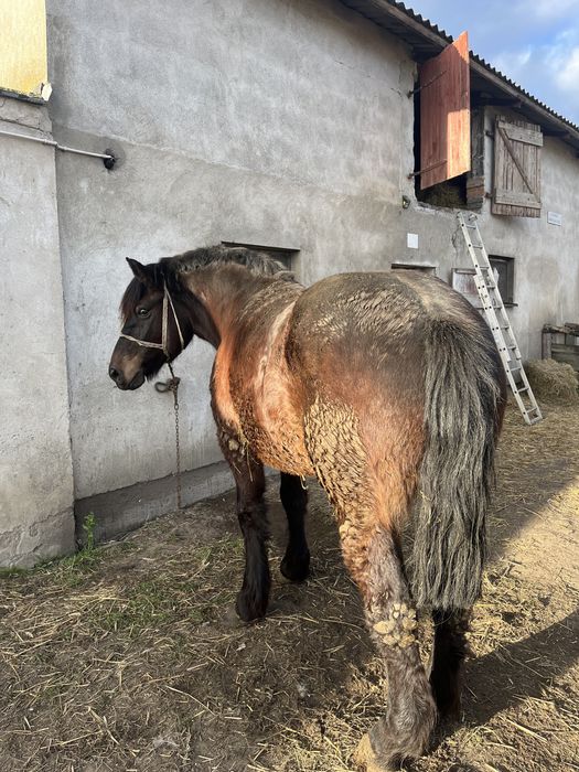 Klacz zimnokrwista kara źrebna źrebica kara.