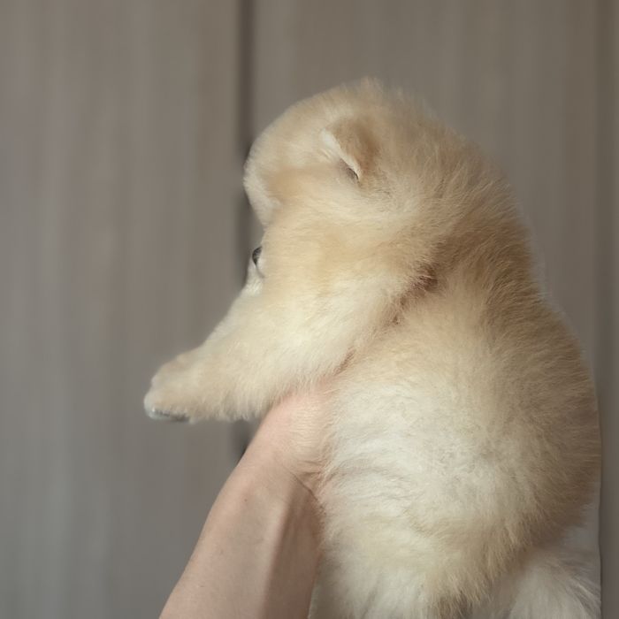 ляльковий ведмедик шоу классу