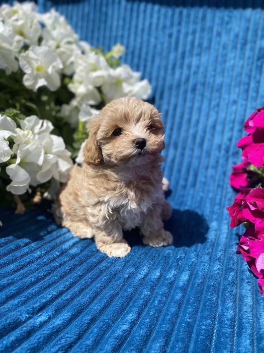 Карамельні міні мальтипу ф1