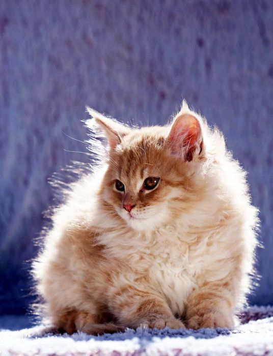 Piękny kocurek -rodowód (WCF)