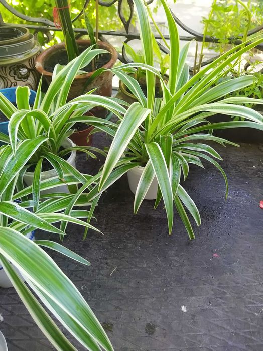 Цветок хлорофитум.