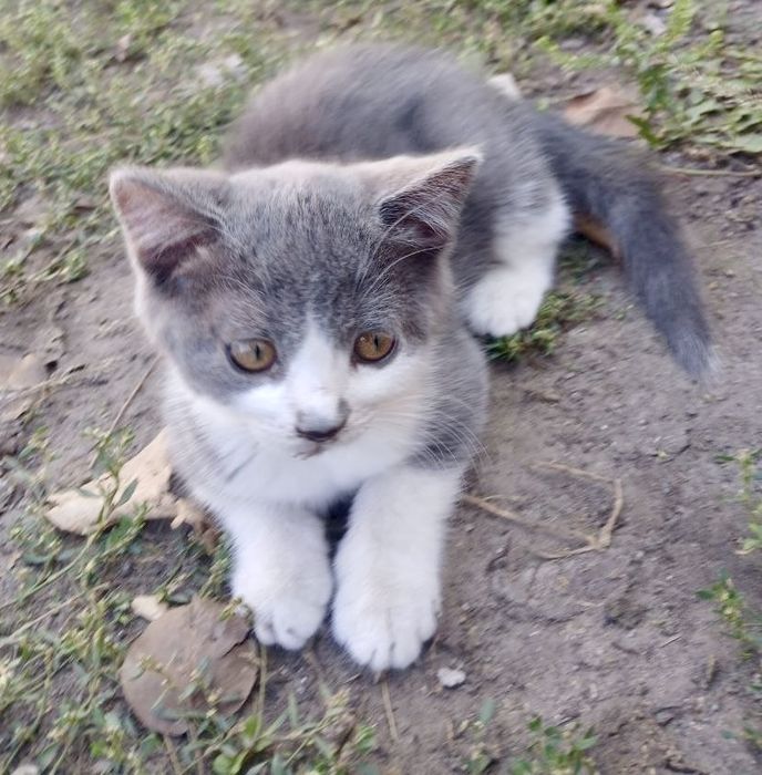 Кошенята в добрі руки
