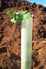Agricultura Tubo microperfurado de 50cm para plantação de oliveiras