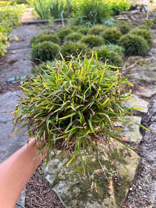 Kosmatka owłosiona 'Igel' (Luzula pilosa 'Igel')