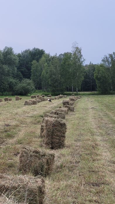 Sprzedam siano w kostkach