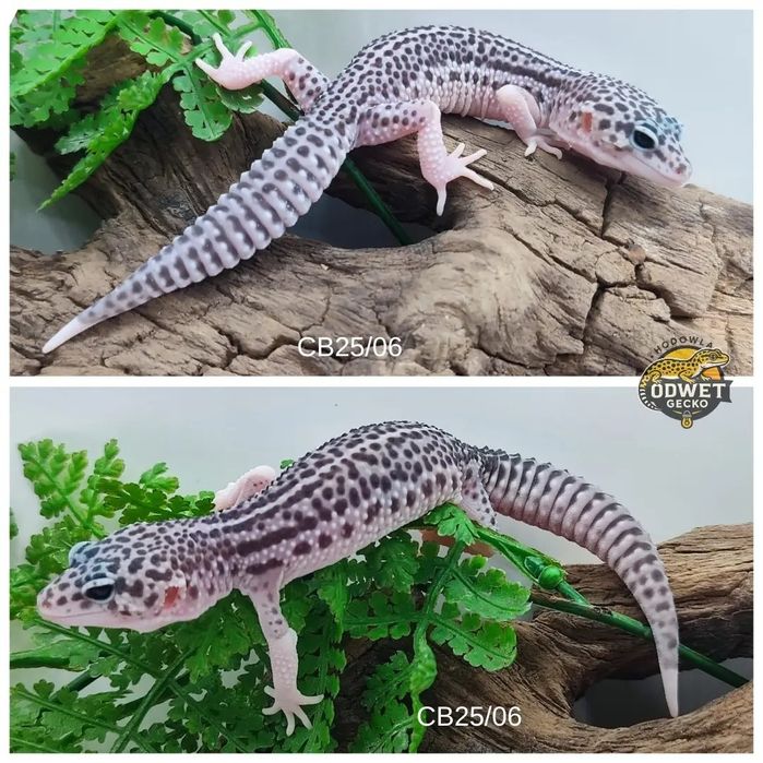 Młode gekony lamparcie, eublefary Total Eclipse