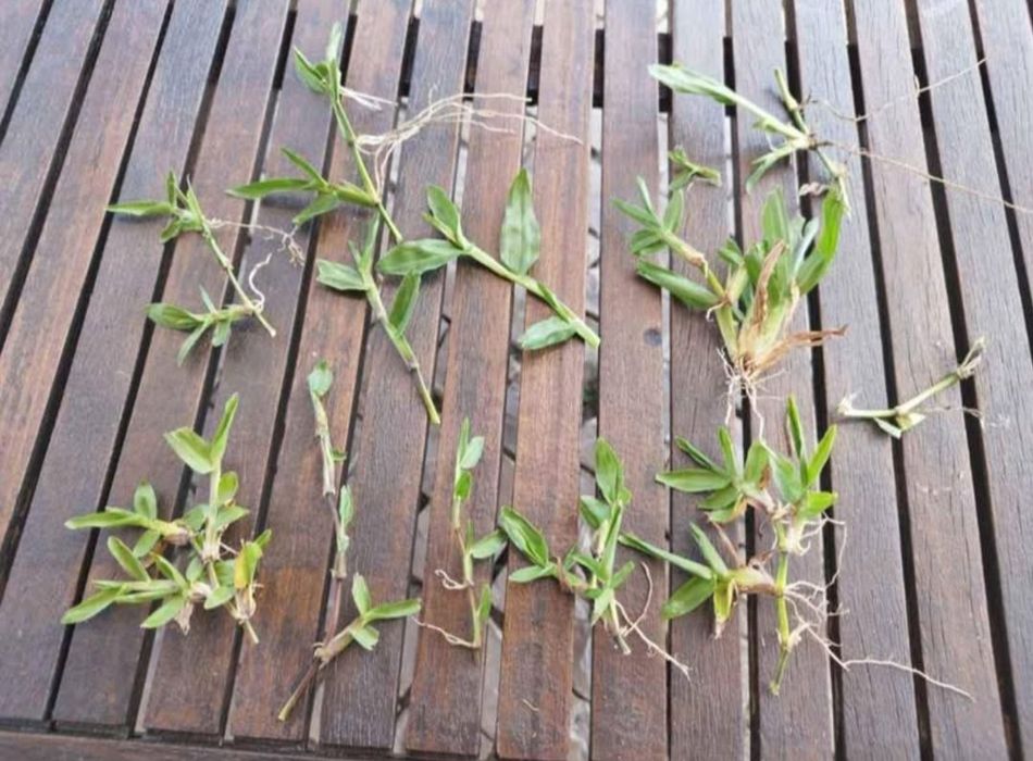 1800 guias de grama brasileira