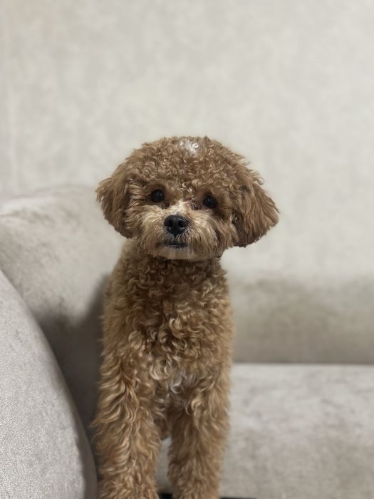 Мальтипу запрошує до вʼязки