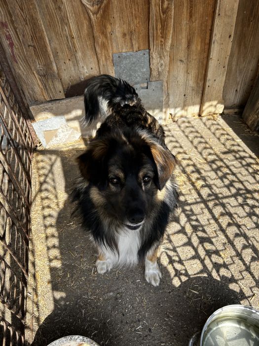 Pies owczarek 14 m-cy do adopcji