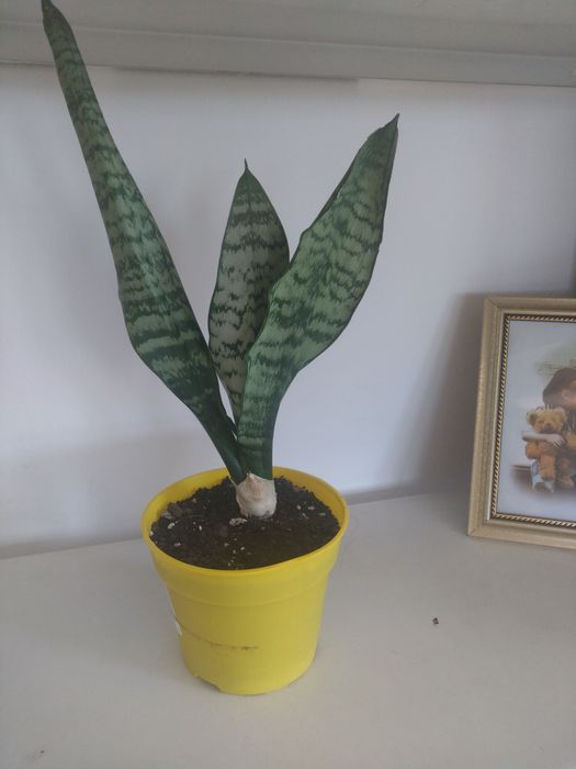 Sansevieria zeylanica