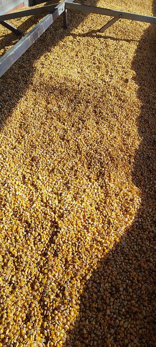Ziarna kukurydzy suchej