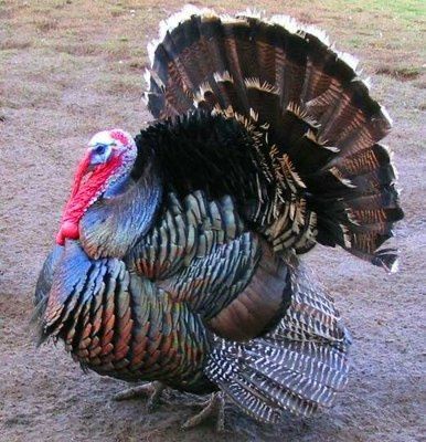 Peru adulto de exelente qualidade.