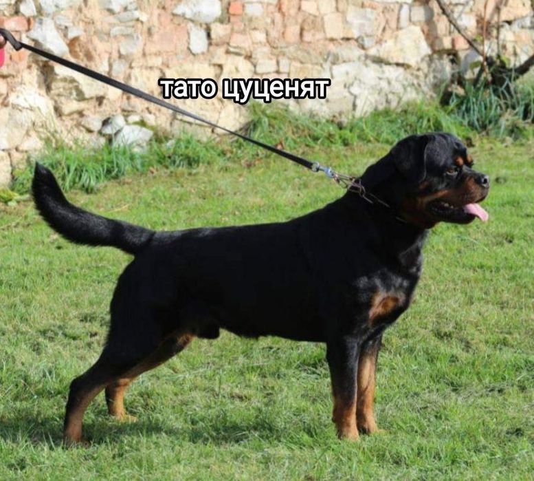 ТОП цуценя ротвейлера. Розплідник КСУ
