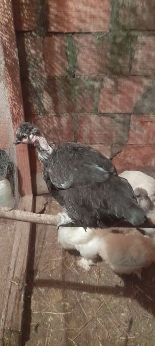 Vendo  2 granizas fêmeas