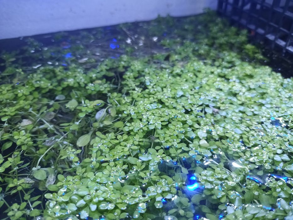 Planta de superfície