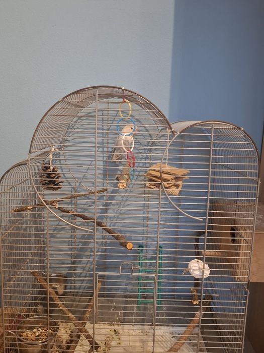 Papuga nierozłączka