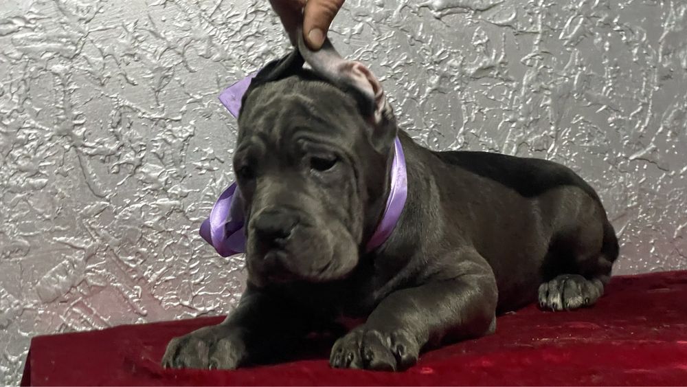 Кане корсо дівчинка