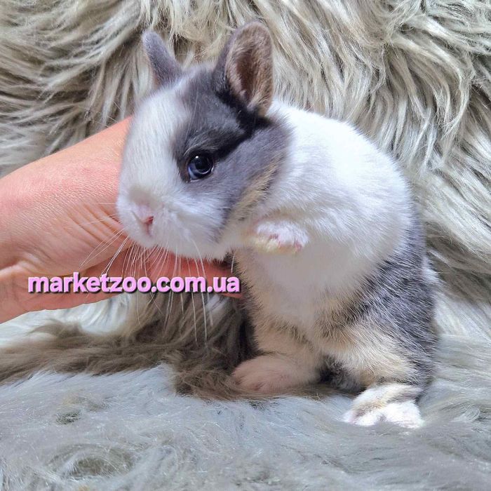 Карликовий карликовый міні кролик Mini netherland rabbit дівчинка