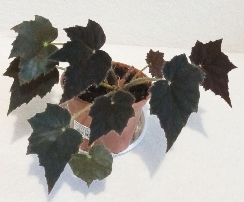 Бегонія королевська у горщику