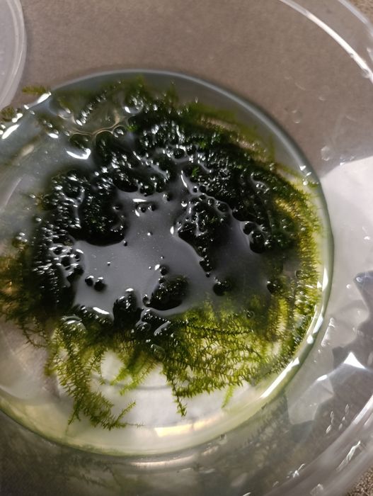 Mech roślina akwariowa Stringy moss