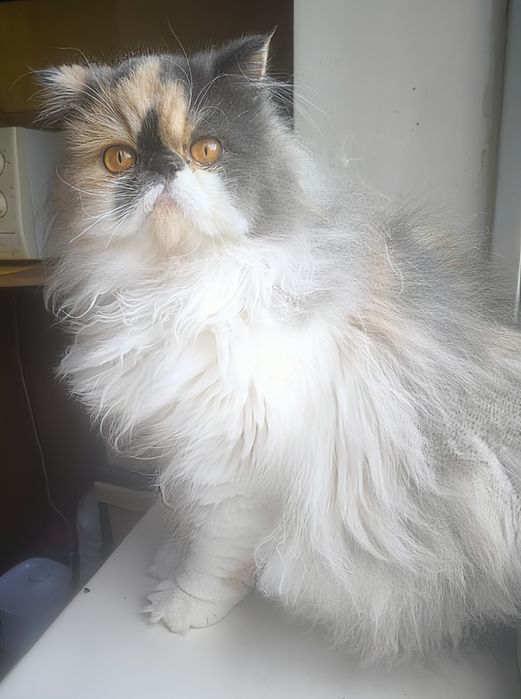 Персидская принцесса