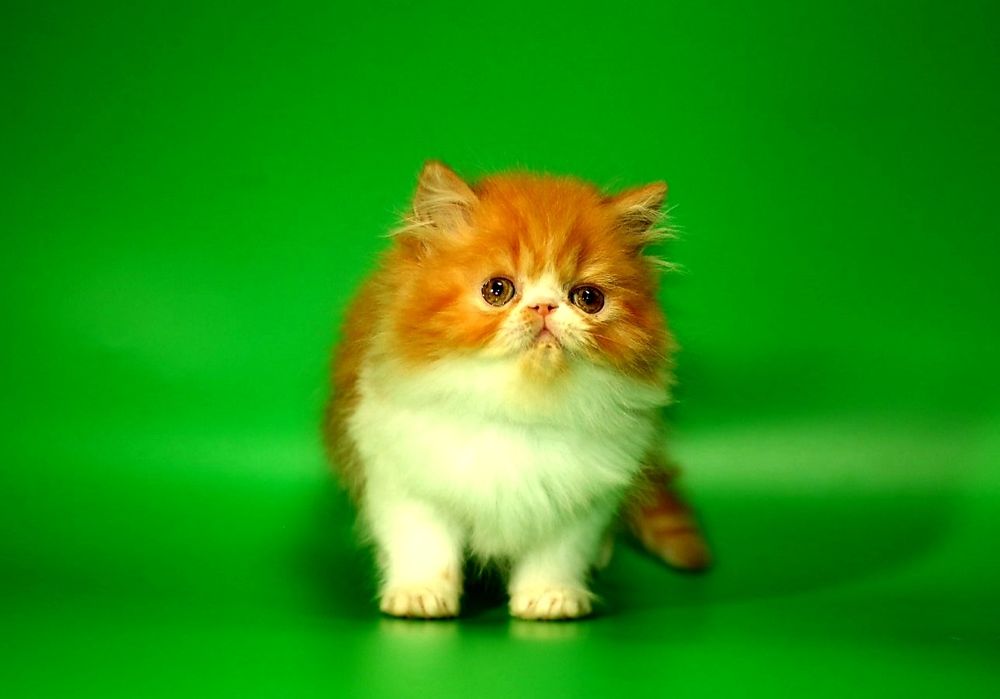 Супер яркая,ласковая и нежная персидская малышка на счастье!