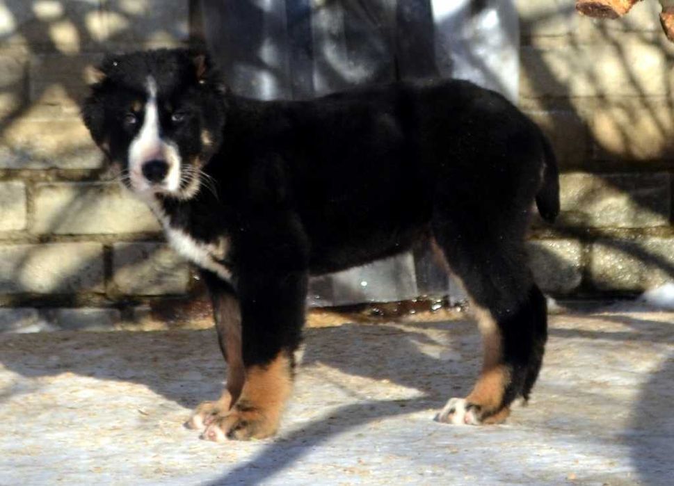 Красивый кобель среднеазиатской овчарки редкого окраса!