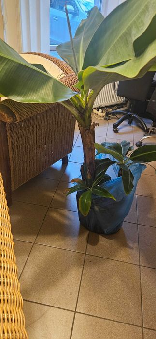 Bananowiec Musa w osłonie plastikowej