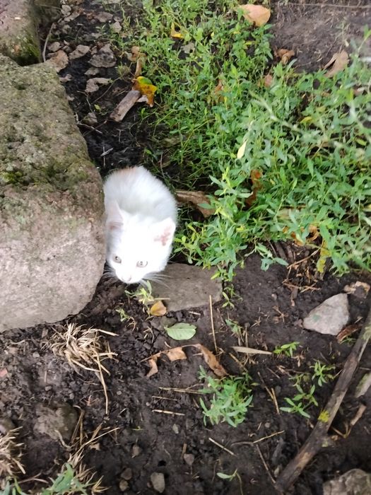 Кошенята, від гарних котів мисливців.