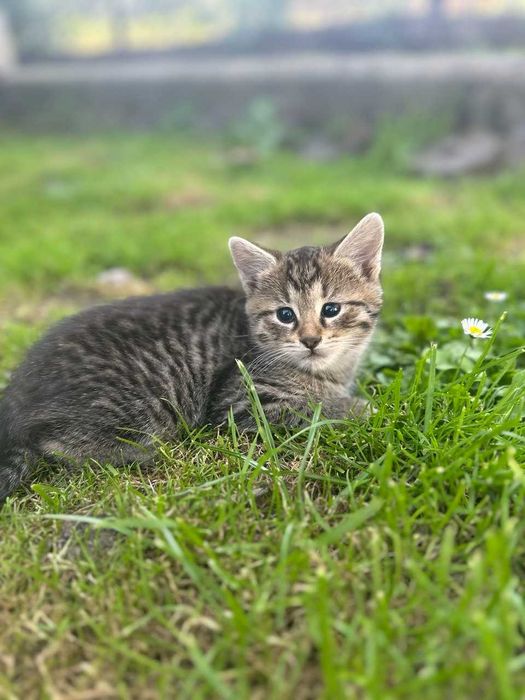 Віддам кошеня в добрі руки