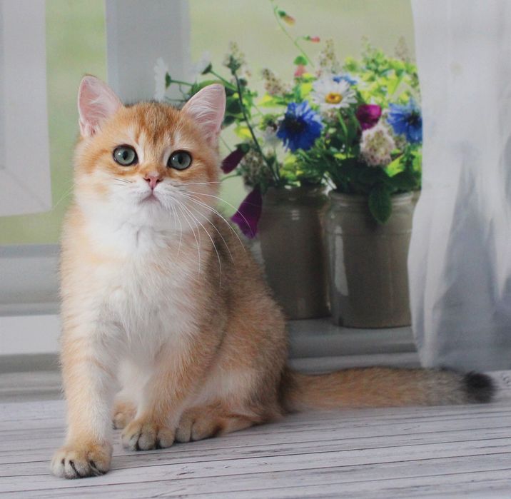 Хлопчик британчик чекає маму