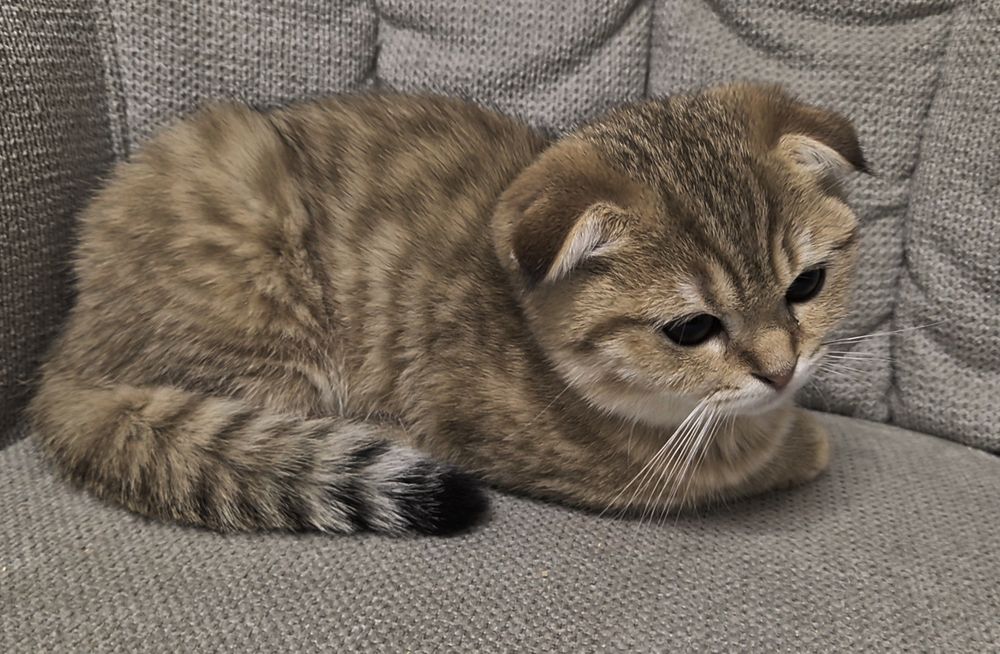 Вислоухие шотландские котята, девочка и мальчик