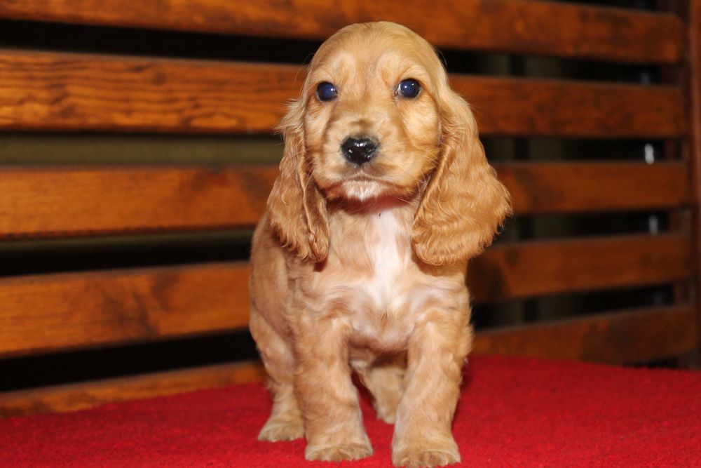 Cocker Spaniel śliczny szczeniak