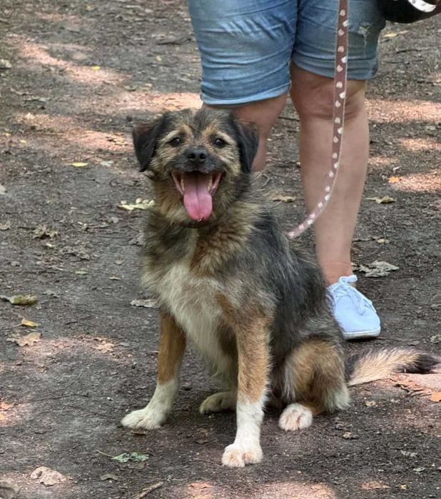Warkocz szuka domu -schronisko Zgierz -aktualne