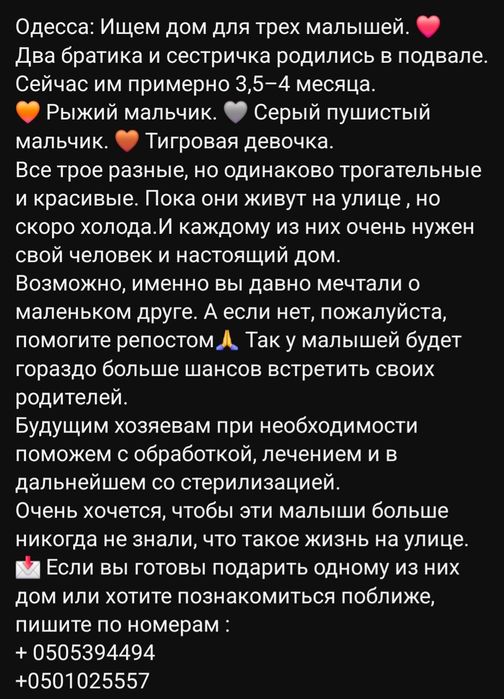 Отдам даром в добрые руки котят