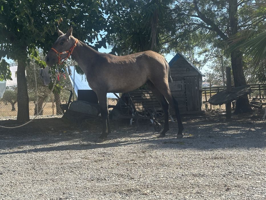Poldra Luso Arabe 8 meses