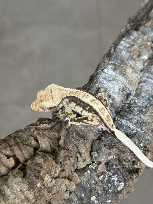 Gekony orzęsione młode samice samce