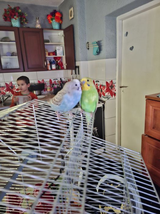 Oddam w dobre ręce papugi faliste