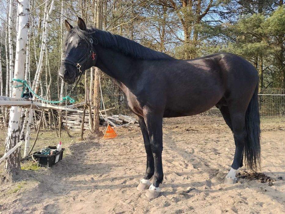 Walach  po Rasch ex Rekrut