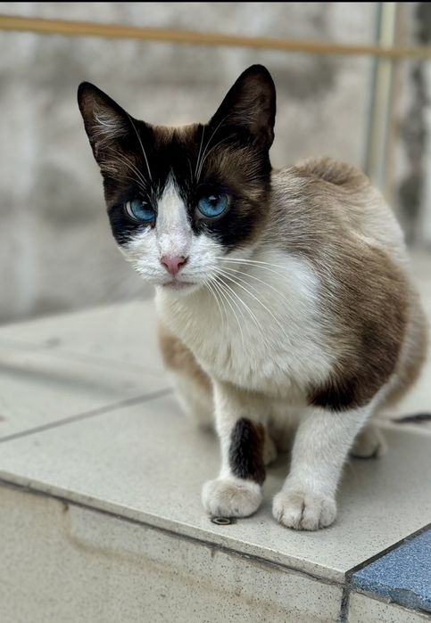 Красива кішечка шукає дім