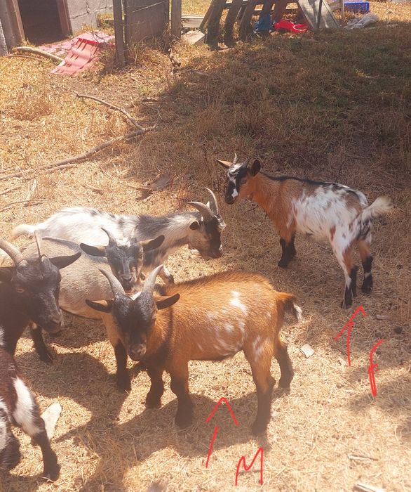 Cabras Anãs para venda