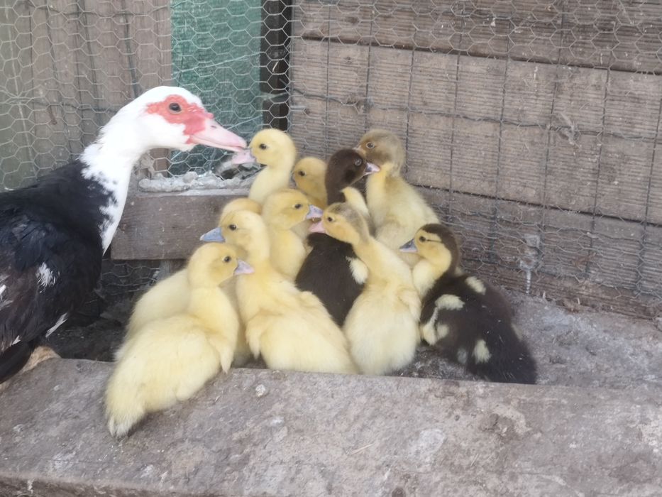Pata com patinhos