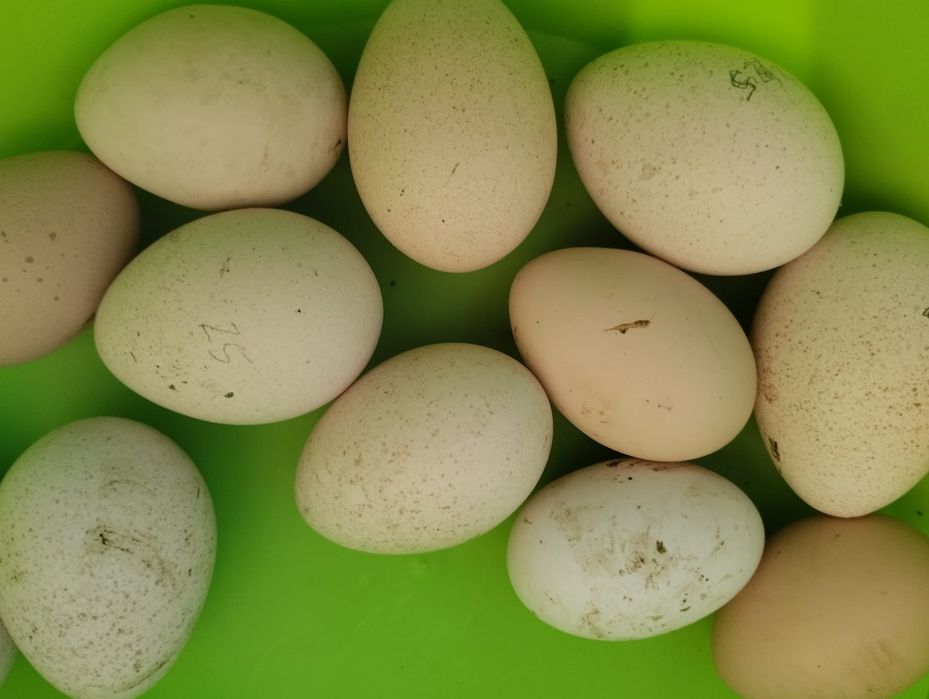 Aves criadas ao ar livre, a solta