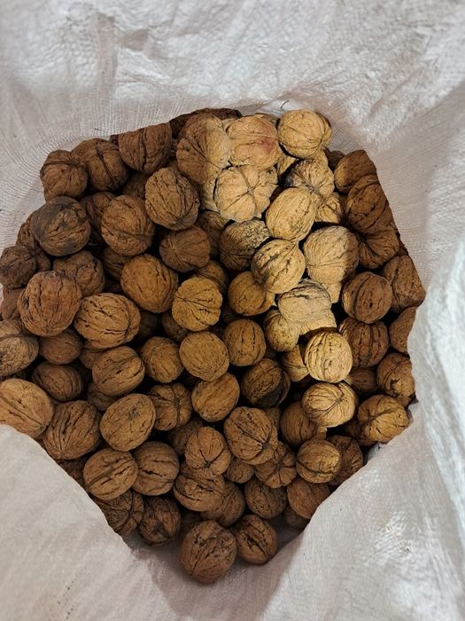 Orzechy włoskie całe