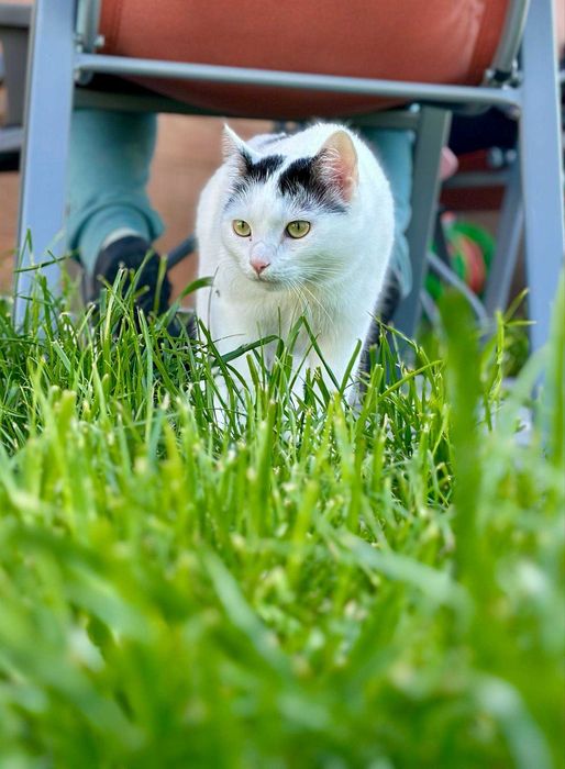 PILNE - DT lub dom stały dla Bożenki