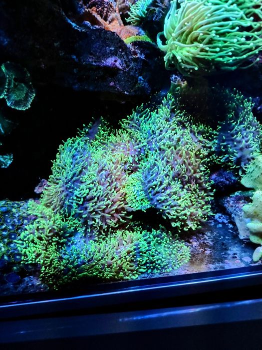 Rhodactis, sinularia,  euphylia, lobopython, capnella, zoanthus